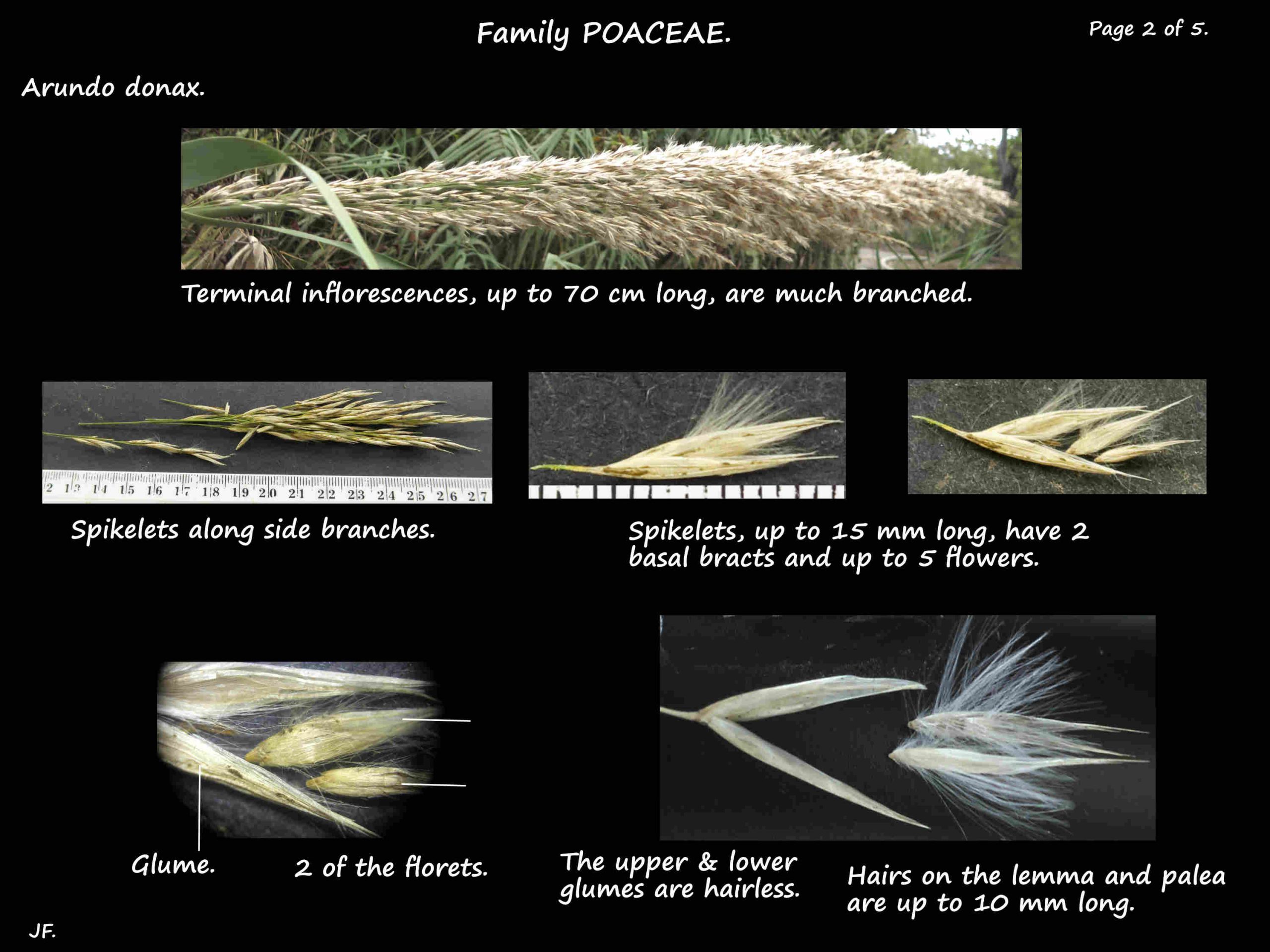 2 Arundo inflorescences & spikelets